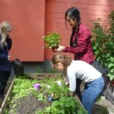 Schülerinnen arbeiten im Schulgarten